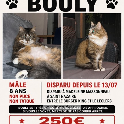 Photo de chat perdu à Saint Nazaire