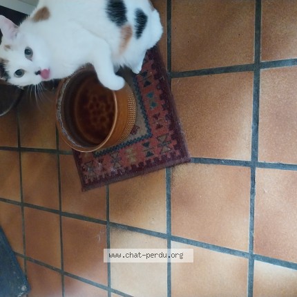 Photo 1/1 July Chat perdu à Saint Affrique