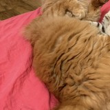 Simba