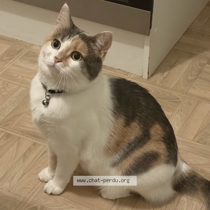 Photo de chat perdu à Menilles