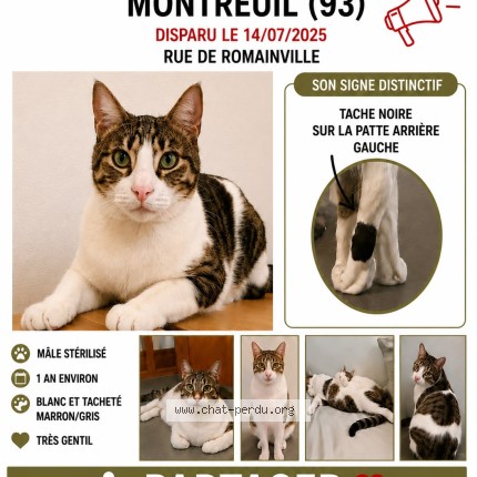 Photo 1/1 Ronron Chat perdu à Montreuil