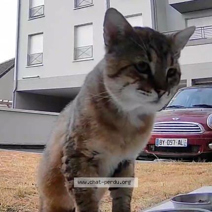 Photo 1/1 Chat trouvé Trouvé à Athis Mons