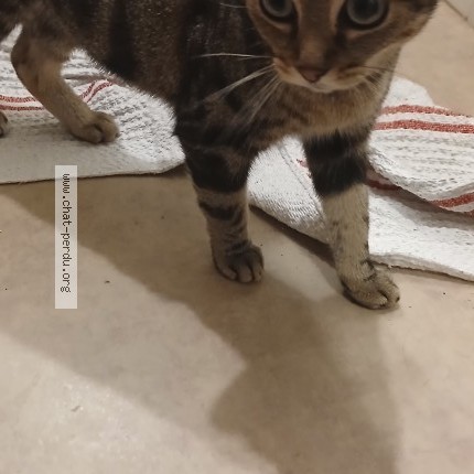 Photo de chat trouvé à Bordeaux