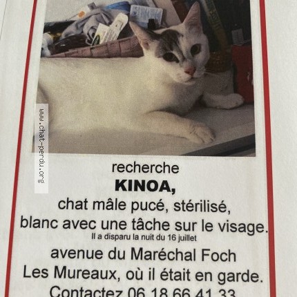 Photo 1/1 Kinoa Chat perdu à Les Mureaux