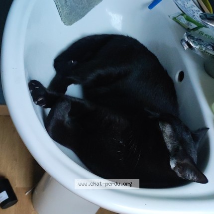 Photo 1/1 obito Chat perdu à Lys Lez Lannoy