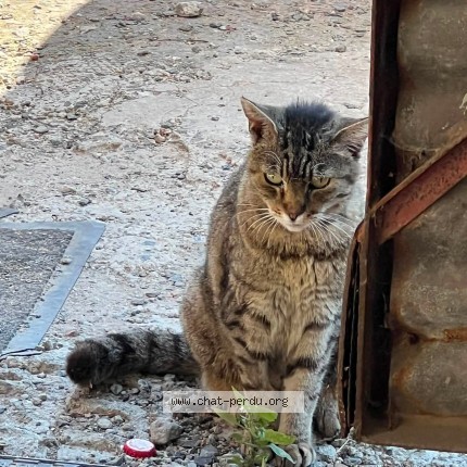 Photo 1/1 Chat retrouvé Perdu à Halluin