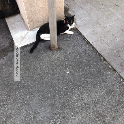 Photo de chat trouvé à Lille