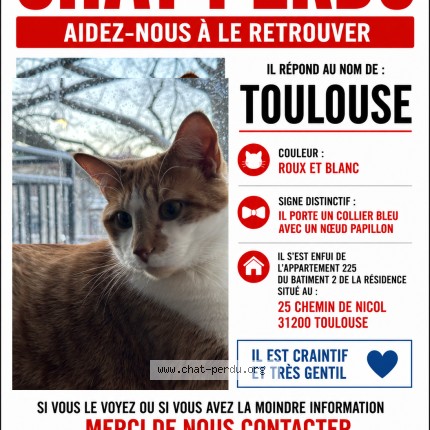 Photo de chat perdu à Toulouse