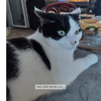 Photo 1/2 frippouille Chat perdu à Evry Gregy Sur Yerres