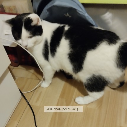 Photo 2/2 frippouille Chat perdu à Evry Gregy Sur Yerres