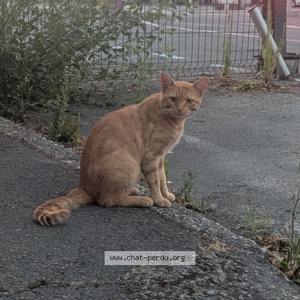 Photo de chat trouvé à Caen