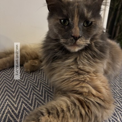 Photo de chat perdu à Frepillon