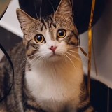 Tom