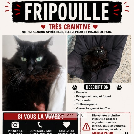 Photo 1/1 FRIPOUILLE Chat perdu à Marseille