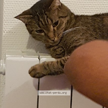 Photo 1/1 Chat retrouvé Perdu à Tivernon