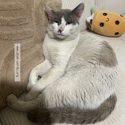 Photo de chat perdu à Marseille