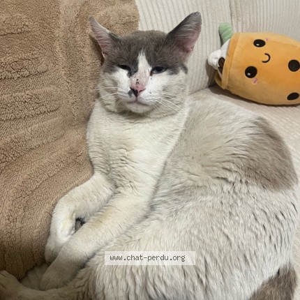 Photo 1/2 Mio Chat perdu à Marseille