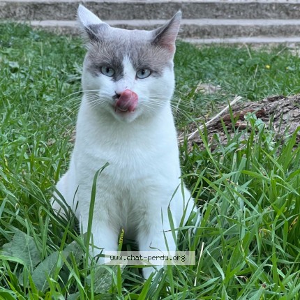 Photo 2/2 Mio Chat perdu à Marseille