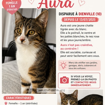 Photo 1/1 Chat retrouvé Perdu à Dienville