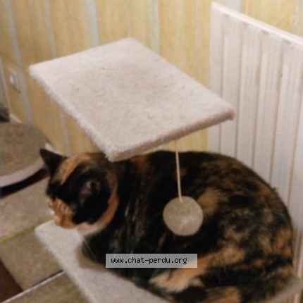 Photo de chat perdu à Bondy