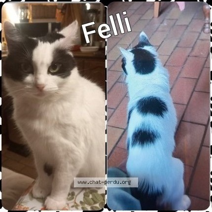 Photo de chat perdu à Leon