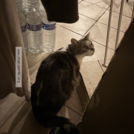 Photo de chat trouvé à Aubord