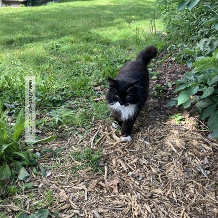 Photo de chat trouvé à Lomme