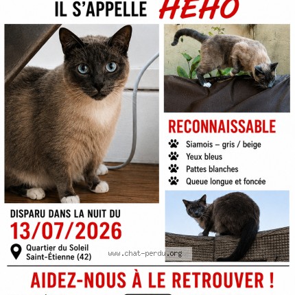 Photo 1/1 HEHO Chat perdu à St Etienne