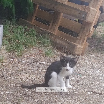 Photo 1/1 Chat trouvé Trouvé à St Vincent Lespinasse