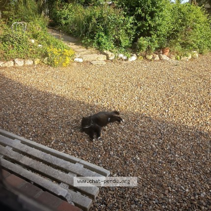 Photo de chat perdu à Touffreville La Cable