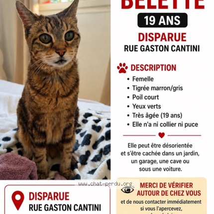 Photo 1/1 beulette Chat perdu à Villejuif