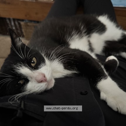 Photo 1/1 Chat trouvé Trouvé à Emalleville