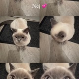 Neige