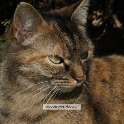 Photo 1/1 Missy Chat perdu à Saintry Sur Seine