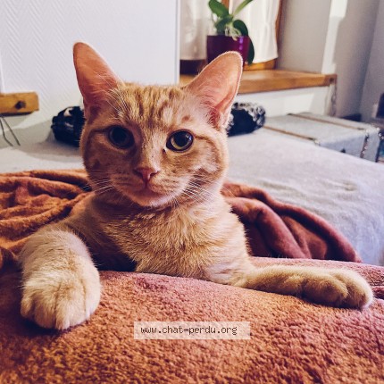 Photo de chat perdu à Ballon Saint Mars