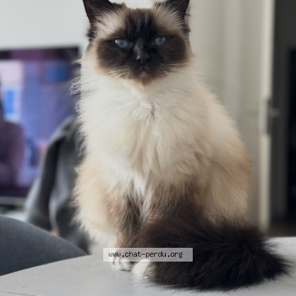 Photo de chat perdu à Montevrain