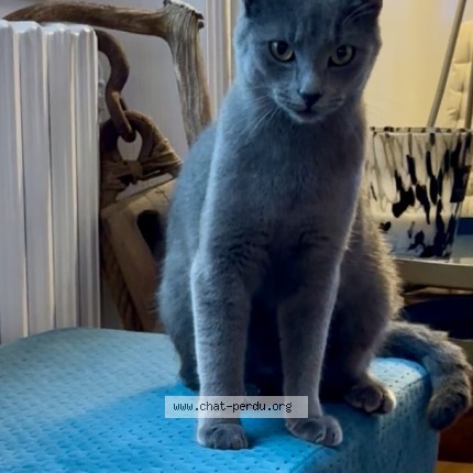 Photo 1/1 Haiiro Chat perdu à Dinarx