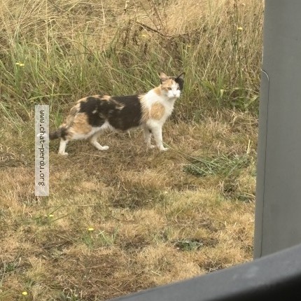 Photo 1/1 Chat trouvé Trouvé à Soumoulou