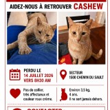 Cashew