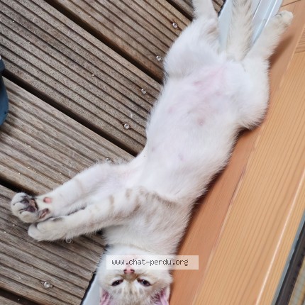 Photo de chat perdu à Saint Ouen Sur Seine