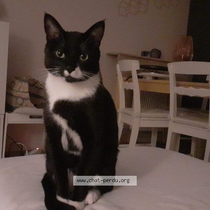 Photo 1/1 Patoune Chat perdu à Le Pasquier