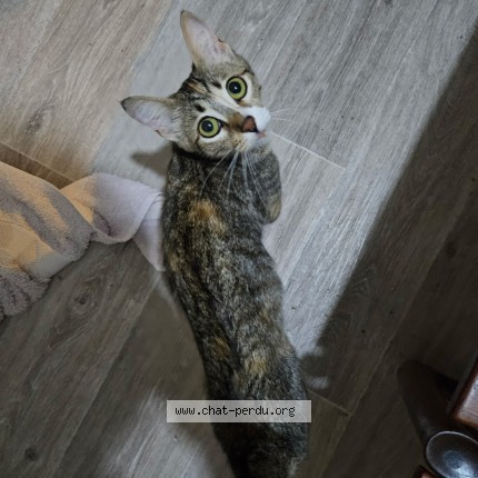 Photo 1/1 Chat trouvé Trouvé à Joue Les Tours