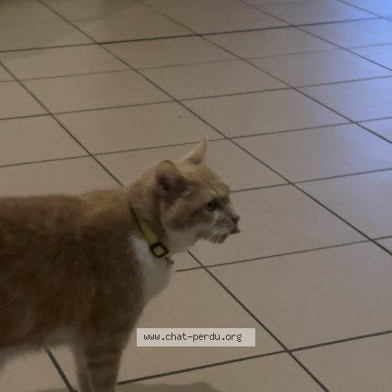 Photo 1/1 kitty Chat perdu à Tourcoing