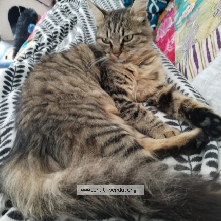 Photo de chat perdu à Pleuven