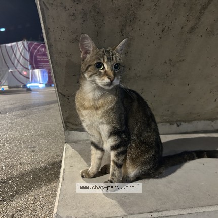 Photo 1/1 Chat trouvé Trouvé à Paris 12