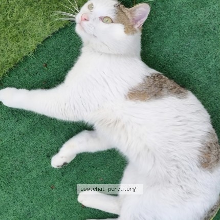 Photo de chat perdu à Vidauban