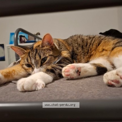 Photo 1/1 Chat retrouvé Perdu à Bourg Et Comin