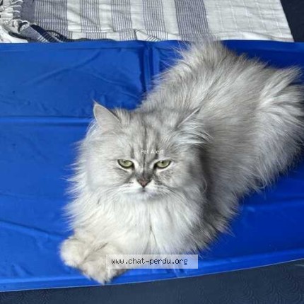 Photo de chat perdu à Chatillon
