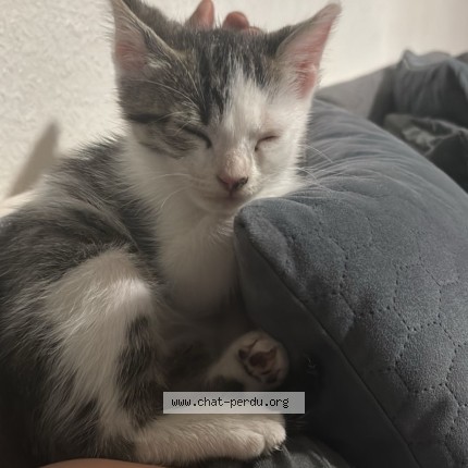 Photo 2/3 Chat retrouvé Perdu à Toulouse