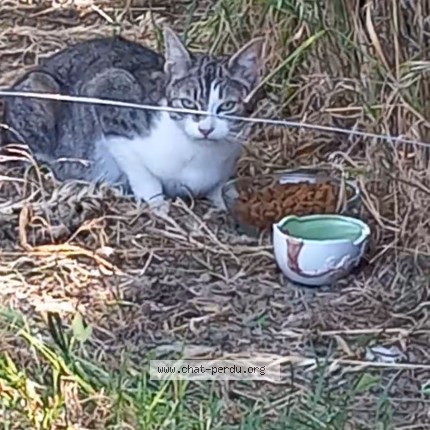 Photo de chat trouvé à Lugon Et L Ile Du Carnay